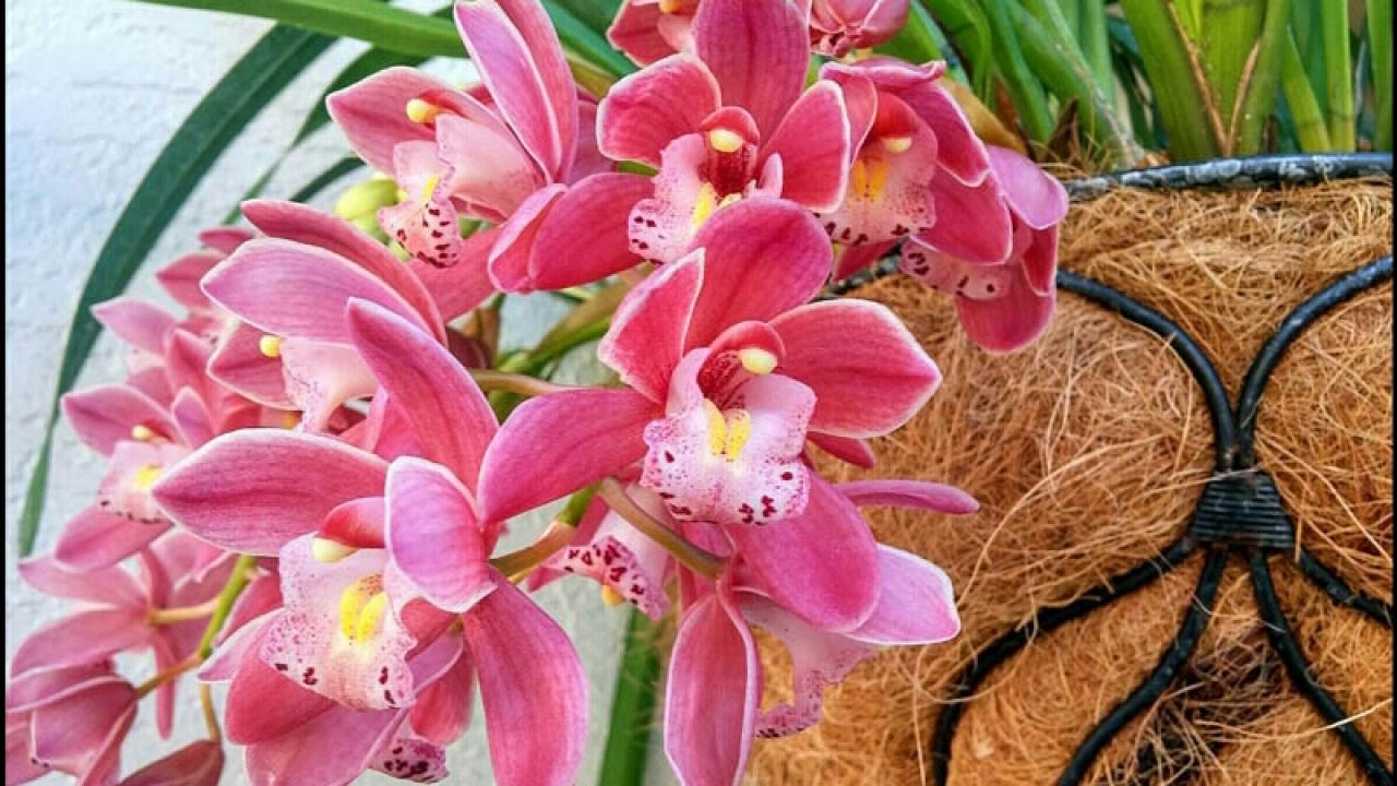cara menanam bunga anggrek dengan sabut kelapa