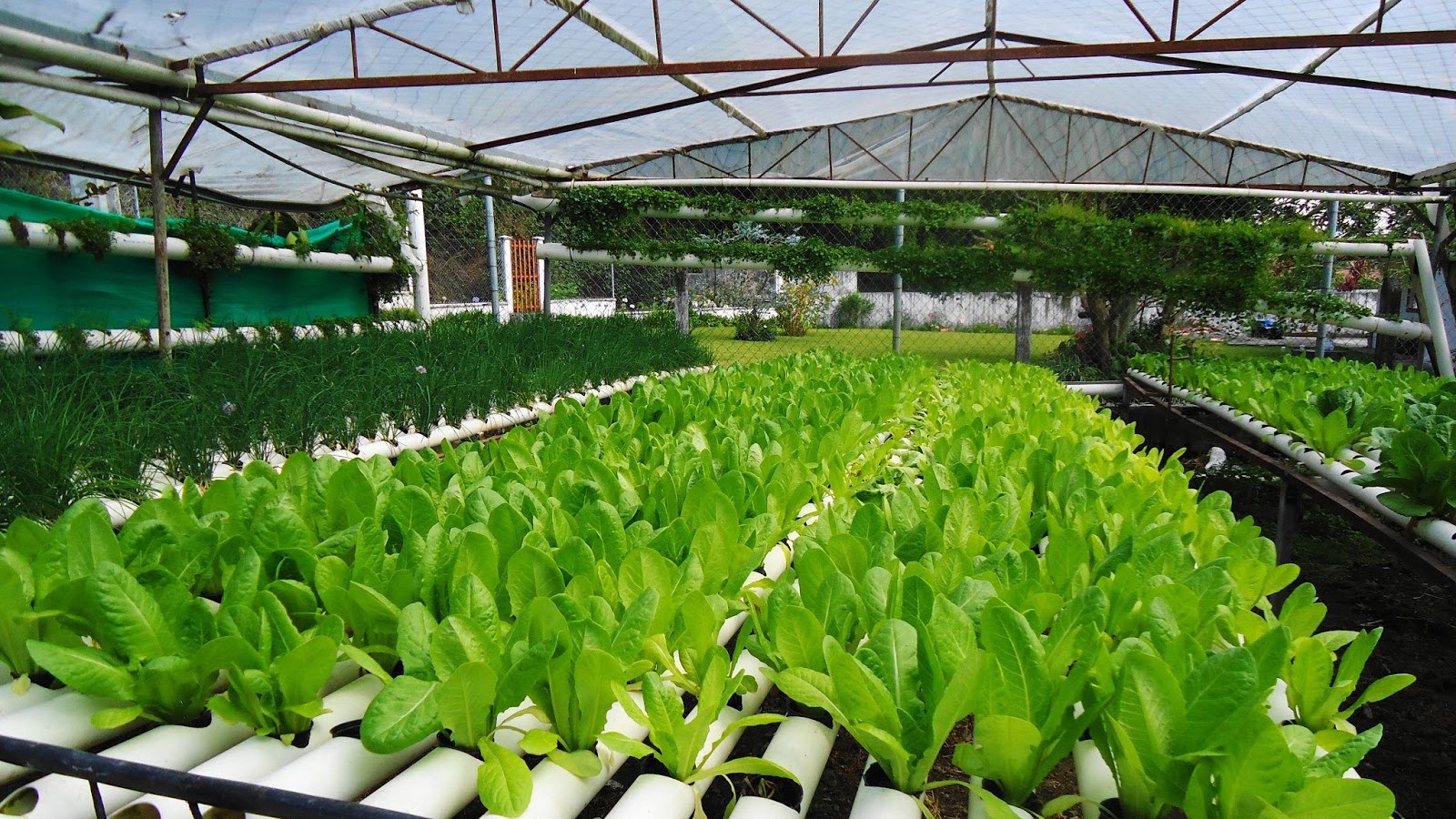 Manfaat Cocopeat Sebagai Media Tanam 