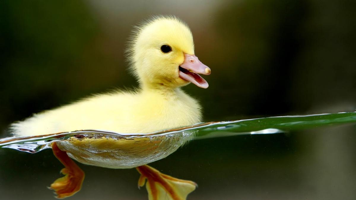 Jenis Makanan Untuk Bebek