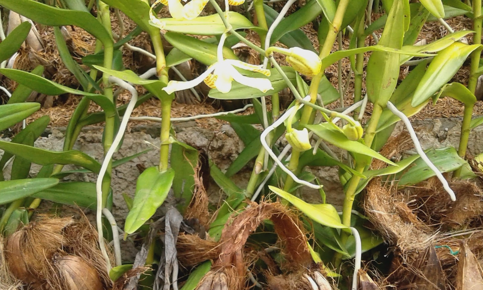 cara mengolah sabut kelapa untuk media tanam anggrek