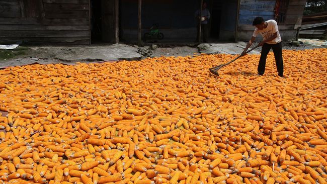 Cara Jual Jagung Ke Pabrik