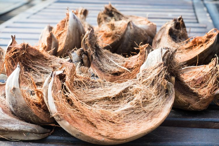 cara membuat media tanam anggrek dari sabut kelapa