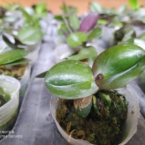 cara membuat media tanam anggrek dari sabut kelapa