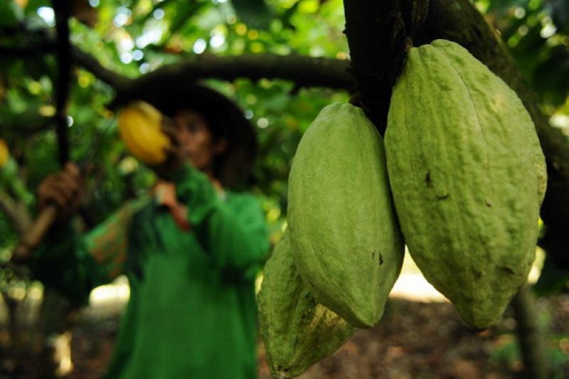 analisa usaha buah kakao