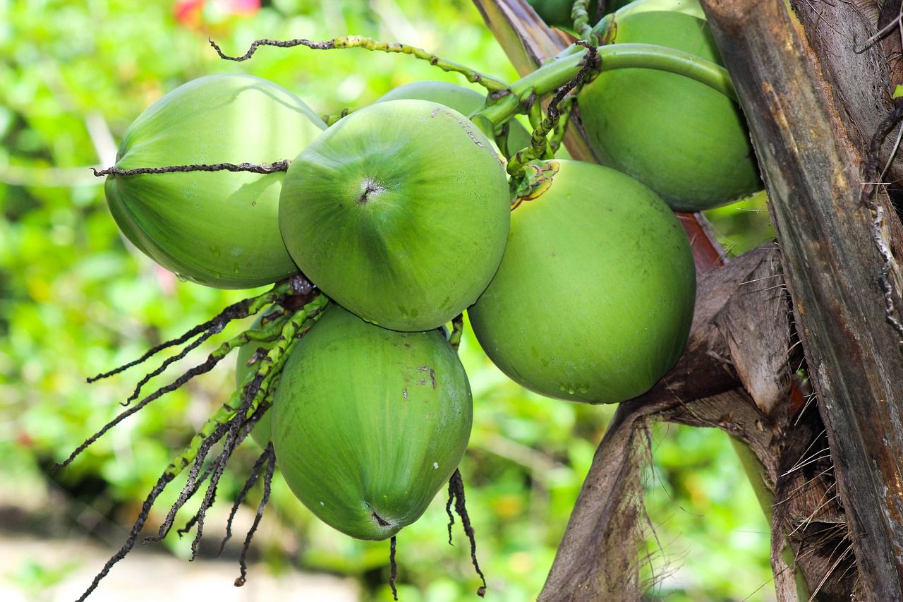 jenis-jenis buah kelapa