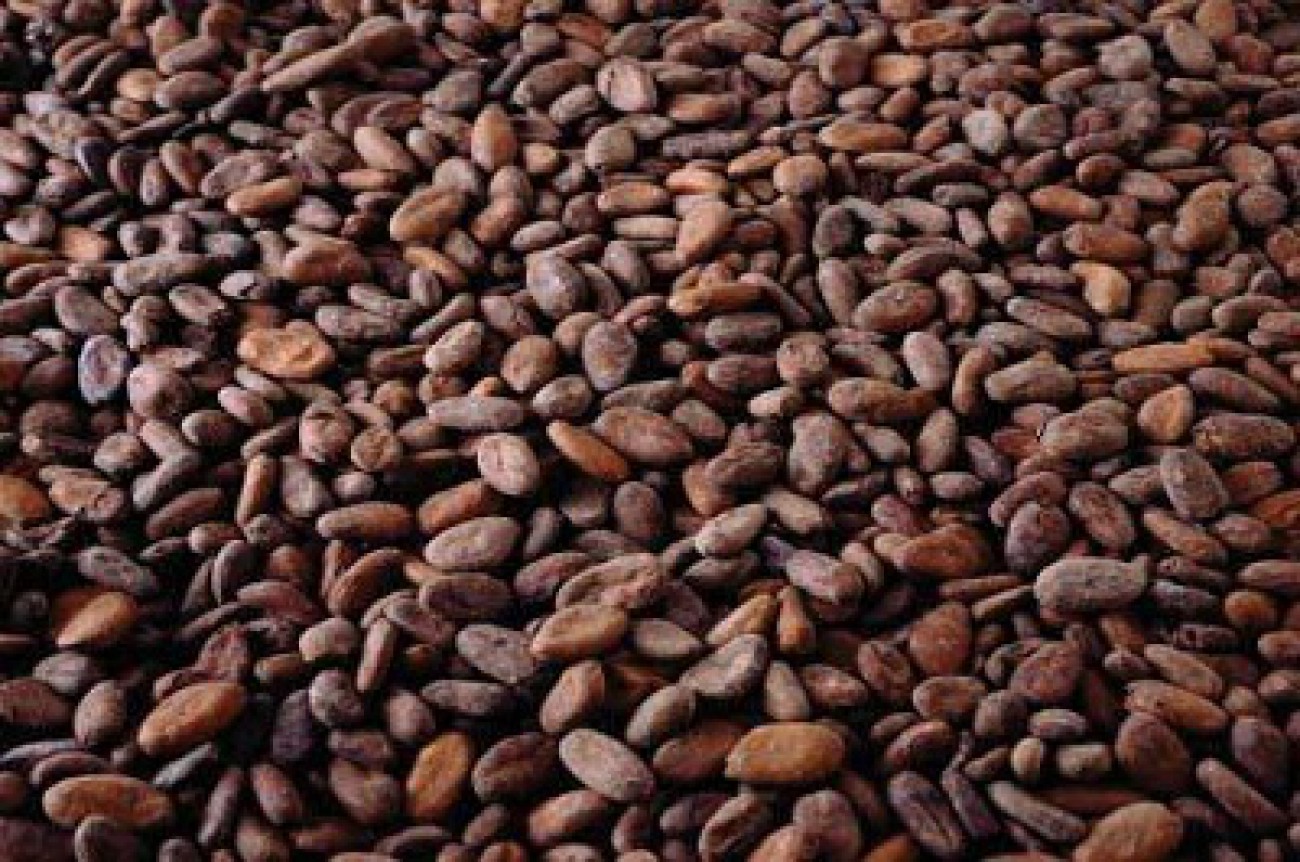 proses pembuatan coklat