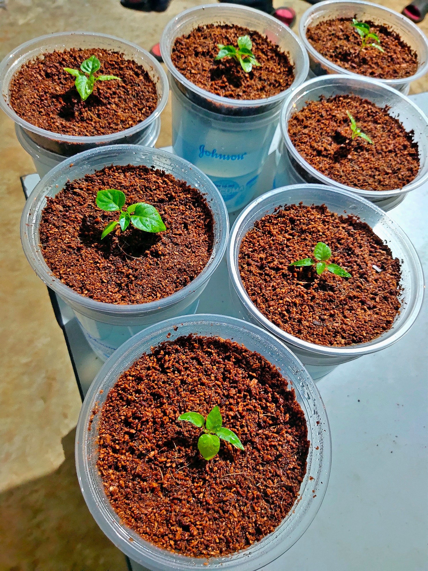 Cara Membuat Cocopeat dari Sabut Kelapa