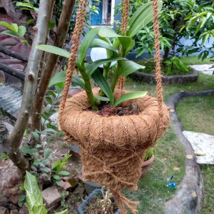 Cara Membuat Pot Anggrek Dari Sabut Kelapa