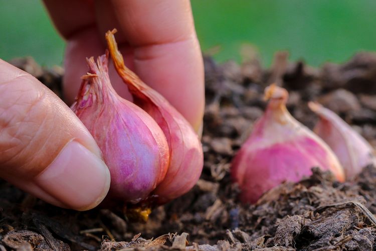 cara menanam bawang merah