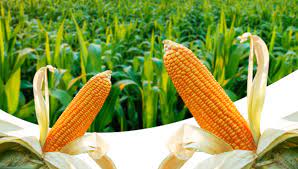 cara merawat tanaman jagung