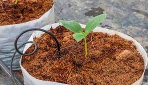 media tanam cocopeat dan sekam bakar