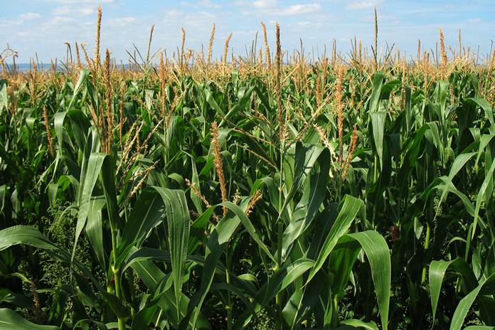 teknik budidaya tanaman jagung