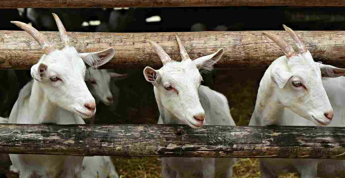 ciri ciri kambing etawa