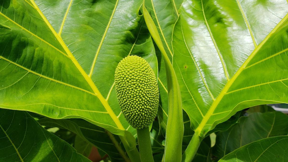 manfaat daun kering sukun