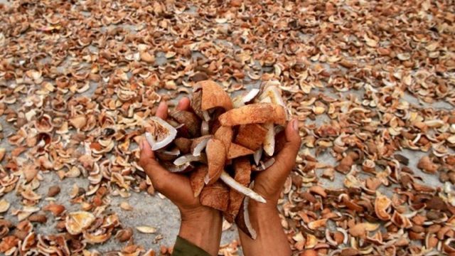 perbedaan kopra putih dan hitam