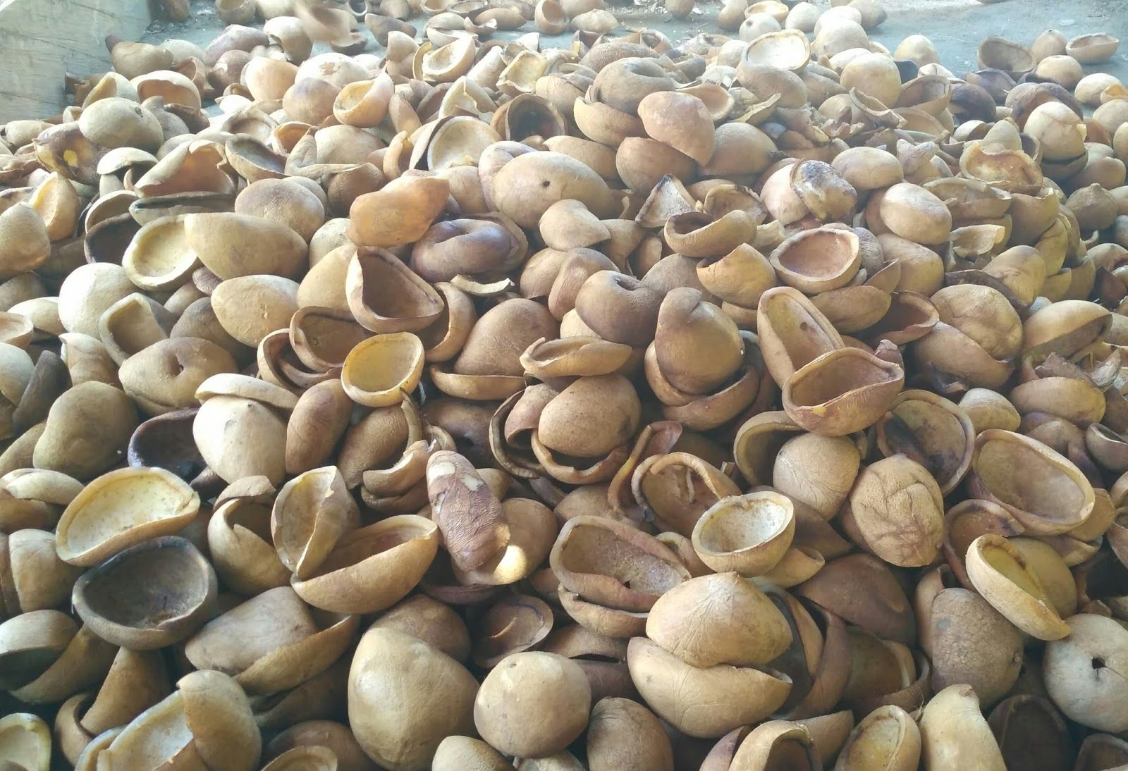 kegunaan kopra putih