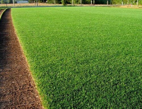 Cara Menanam Rumput Zoysia Matrella Yang Mudah Dan Gampang