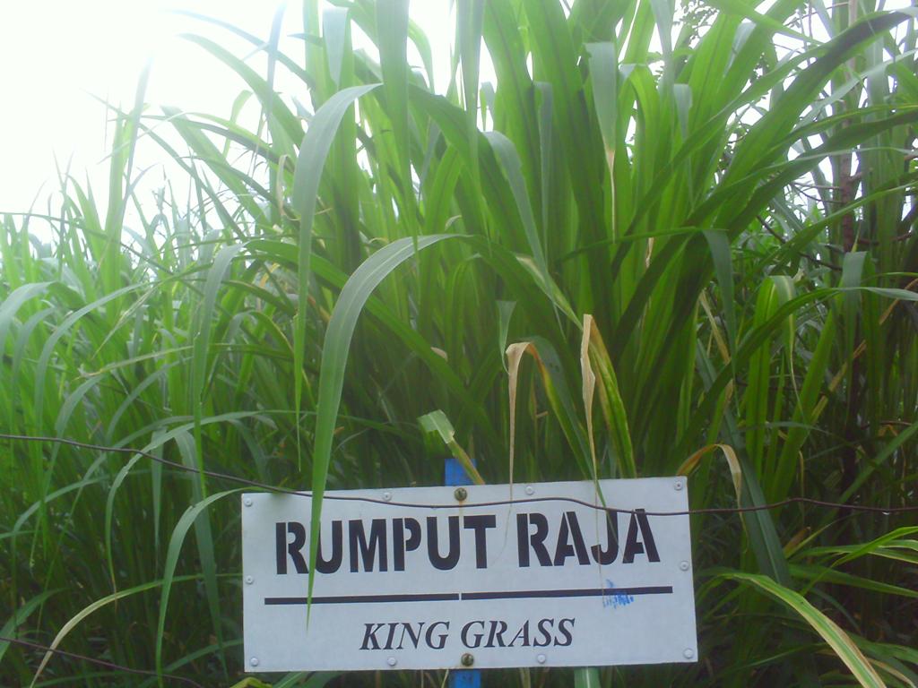 jenis rumput pakan ternak