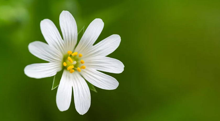 Macam Macam Jenis Fotografi