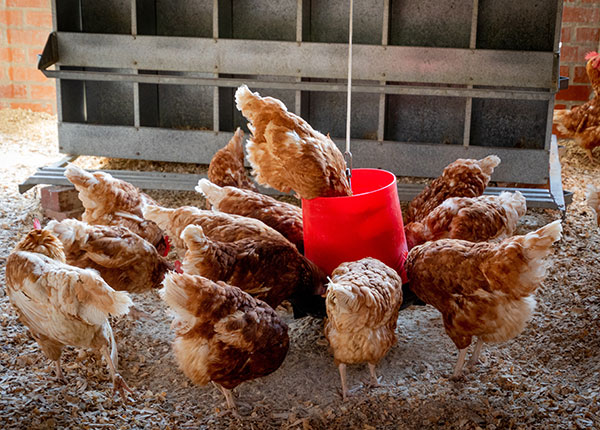 Ternak Ayam Kampung Pemula