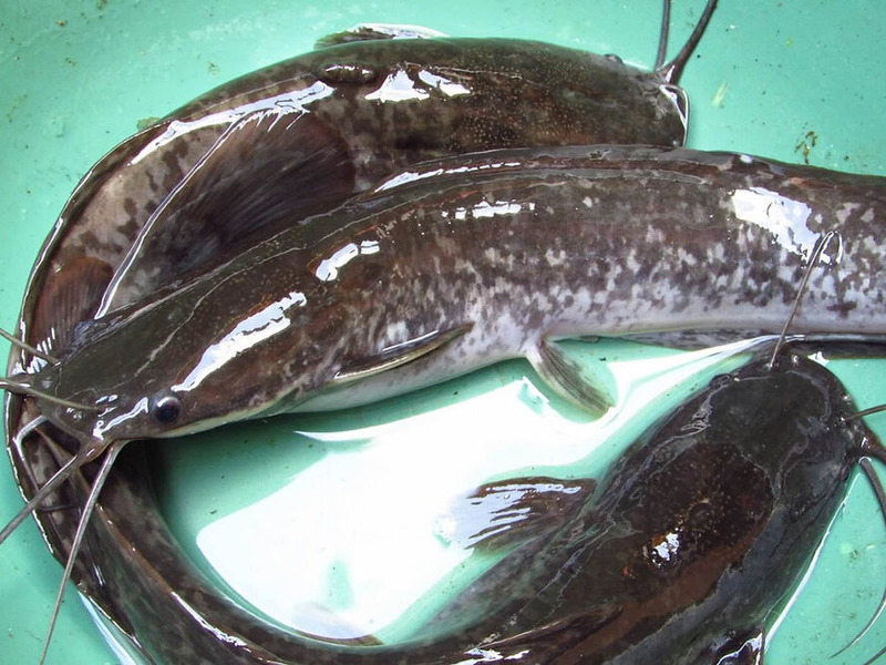 bibit ikan lele yang bagus