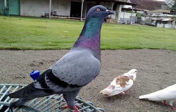 pakanmerpatikolong